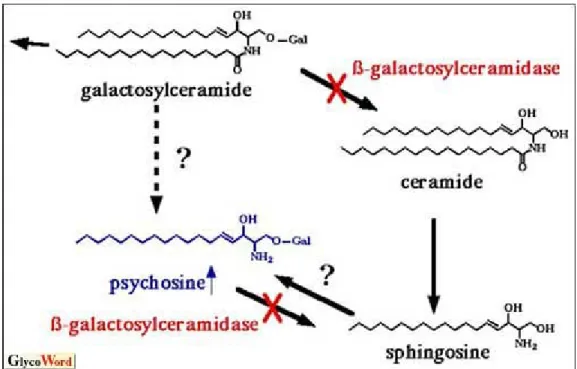 Fig. 15. Metabolic pathway of GalCer and biosynthesis pathway of Psy in GLD 