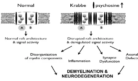 Fig. 19. Mode of psychosine accumulation in the raft domain 