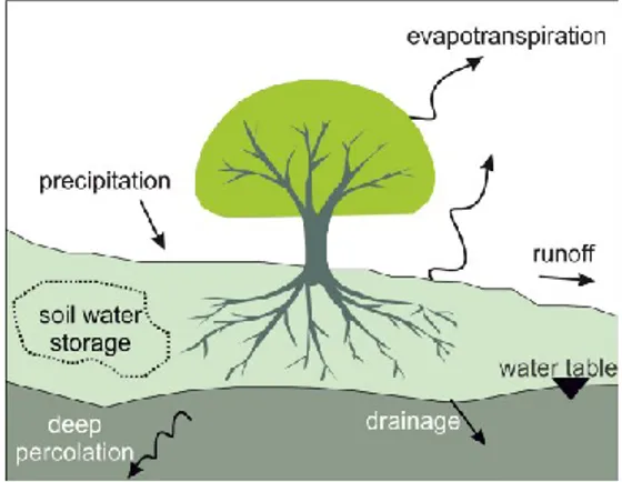 Figure 1.2 Water balance at the plant scale 