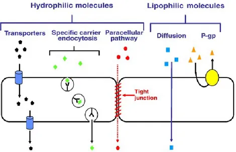 Figure 3. Schematic representation of the transport of molecules across the BBB.  