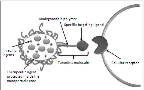 Figure 7. Strategy to create targeted drug delivery systems.  Therapeutic tools  like genes, proteins, and 