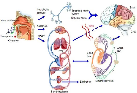 Figure 12. Olfactory and trigeminal pathways to the CNS. From Cui-Tao Lu et al., 2014