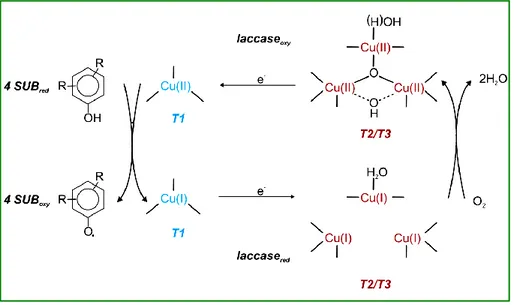 Figure 2: Schematic representation of a fungal laccase catalytic cycle. Two molecules of  water  result  from  the  reduction  of  molecular  oxygen  (at  T2/T3)  and  the  concomitant  oxidation  (at  the  T1  copper  site)  of  four  substrate  molecules