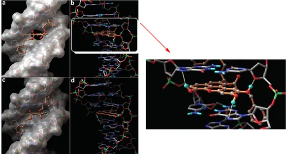 Figura 4: Molecular modeling (docking) of complex 38 - DNA 