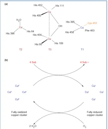 Figure 2: Laccases: active-site structure and catalytic cycle. (a) Model of the 