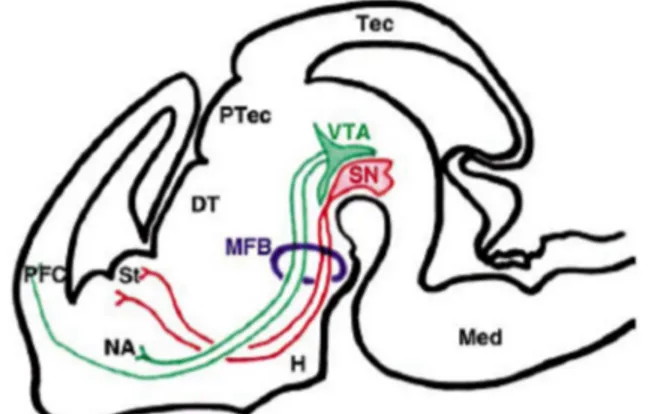 Figure 1 : Diagram of the dopaminergic projection in the embryonic mouse brain.  VTA, Ventral Tegmental Area; SN, Substantia Nigra; MFB, Medial Forbrain Bundle; St, Striatum (Caudate Putamen); NA, Nucleus Accumbins; PFC, prefrontal cortex (Lin and Rosentha