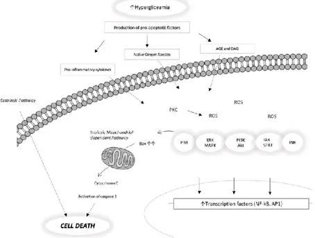 Figure 3. Proposed apoptotic pathway in diabetic retinopathy. Figure adapted  from Zhang X et al., (2013)