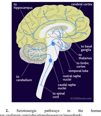Figure  2. Serotonergic  pathways  in  the  human  brain.  http://www.cnsforum.com/educationalresources/imagebank/ 