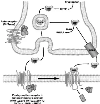 Figure 4. Model of a serotonergic synapse. Figure from Ref. 10. 