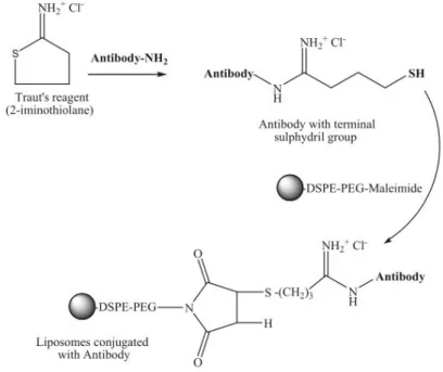 Figure 23 Thiolation of trastuzumab using Traut's reagent and conjugation of thiolated antibody to  maleimide groups on liposome