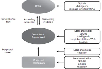 Figure 1.2. Mechanisms involved in the endogenous painful stimuli inhibition and 
