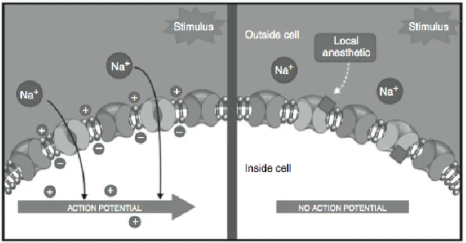 Figure 1.3. Local anaesthetics exert their antinociceptive effect by blocKing sodium (Na + )  channels within neuronal membranes, thus inhibiting afferent neuronal excitability and 