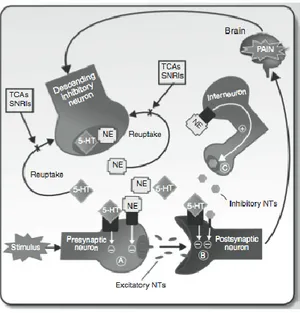Figure 1.5. Monoamine re-uptake inhibitors such as tricyclic antidepressants (TCAs) and 