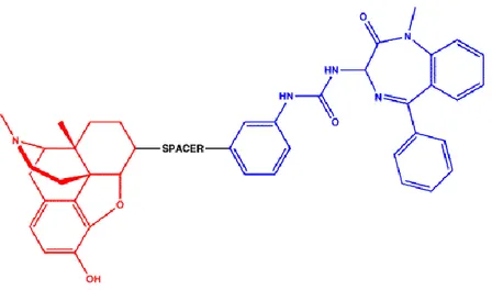Figure 2.5. MOR-CCK 2  peptides. Red portion is the opioid pharmacophore  (oxymorphone), the blue one is the CCK 2  antagonist pharmacophore (L-365,260)