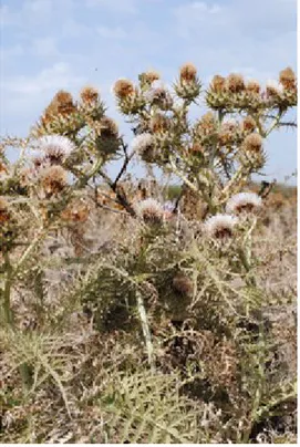 Figure 2.3. Wild cardoon with white-colored florets 