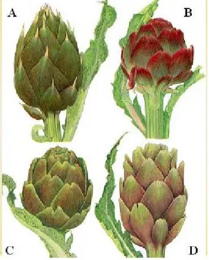 Figure 3.1. The four main types of globe artichoke, grouped on the head 