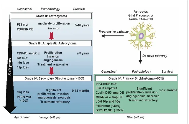 Fig 2: GBM can develop over 5–10 years from a low-grade astrocytoma  (secondary GBM), or it can 
