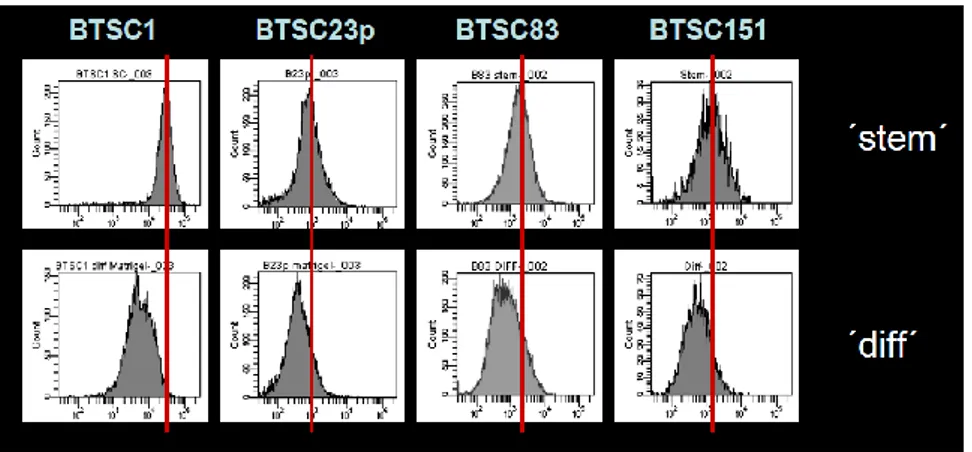 Figure 4: Immunoreactivity of 1.4A12 on differentiated BTSCs is reduced compared to their stem- stem-like counterpart 