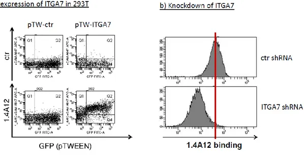 Figure 6: Genetic evidence for ITGA7 as the antigen of 1.4A12 antibody 