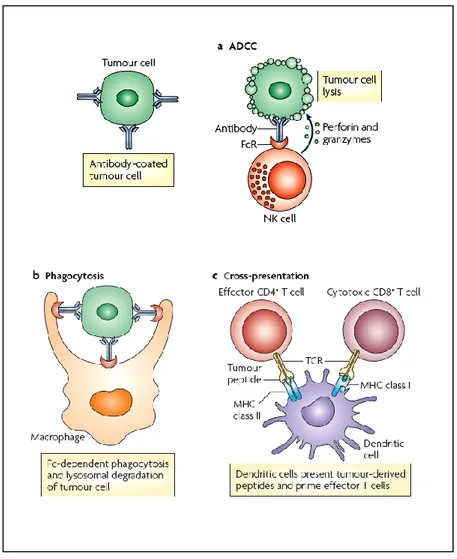 Fig  1:  Antitumor  mechanisms  mediated  by  IgG–FcγR  interactions  a)  Antibody-dependent 