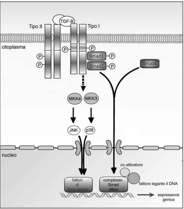 Fig. 2. Il TGF-β si lega alla chinasi recettore di tipo II reclutando così il recettore di tipo 
