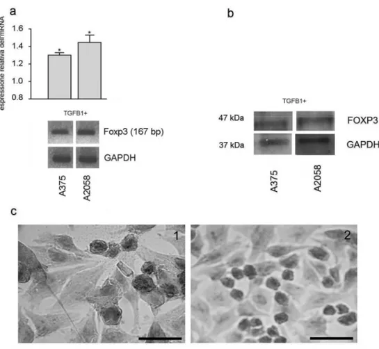 Fig.  8.  a:  Analisi  semiquantitativa  tramite  RT-PCR  dell’espressione 