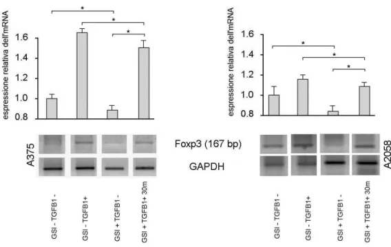 Fig.  10.  Analisi  semiquantitativa  tramite  RT-PCR  dell’espressione  dell’mRNA  di 