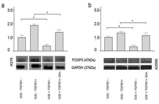 Fig. 11. Analisi dell’espressione proteica di FOXP3 mediante western blotting. Il 