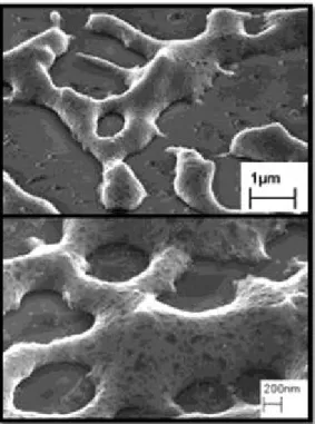 Fig. 2.20 SEM 60° tilted views of the edge of the laser spot in sample 900. Evidence of the Si thin film  dewetting is given with the formation of broken film with disordered holes