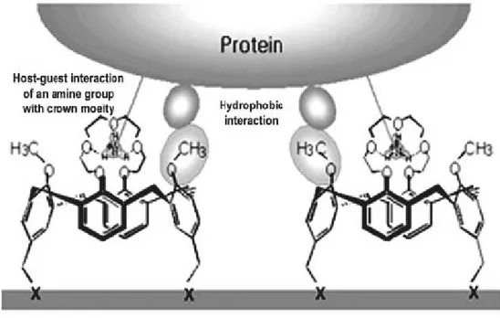 Figure 1.4.1. A proposed mechanism of protein binding to Calixcrown molecular linkers