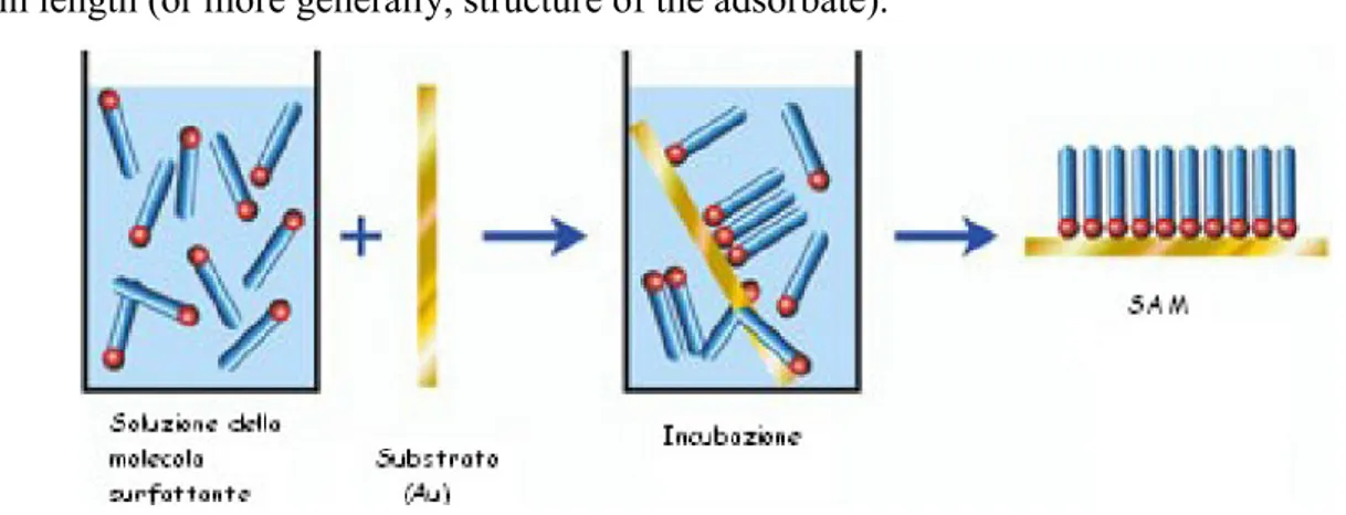 Fig. 1.5.3 Interaction during the SAM formation 