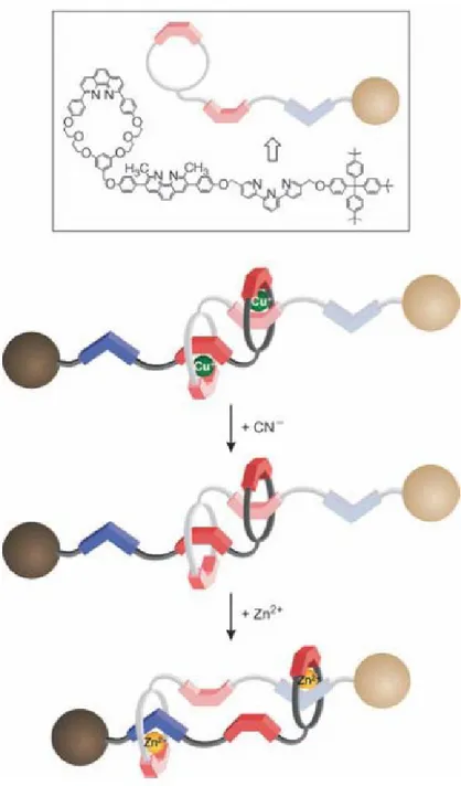 Figure 1.1.3. A prototype of a molecular muscle that respond to external stimuli. 