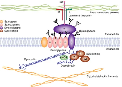 Fig 3 –THE DYSTROPHIN-ASSOCIATED PROTEIN COMPLEX (DPC) IN SKELETAL  MUSCLE 