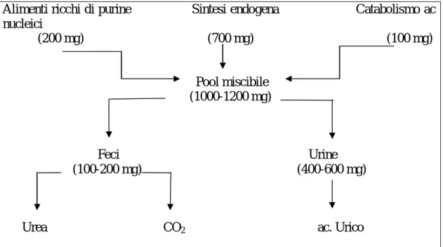 Figura 4. Meccanismi regolatori del pool miscibile dell’acido urico 