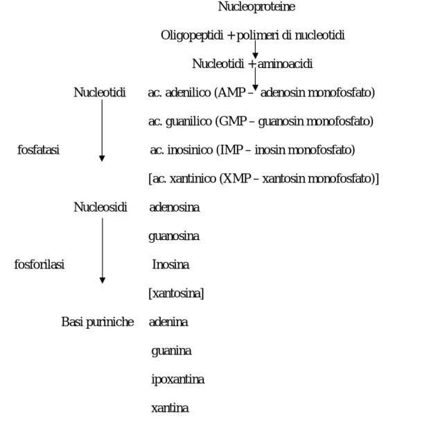 Figura 5. Catabolismo delle nucleoproteine