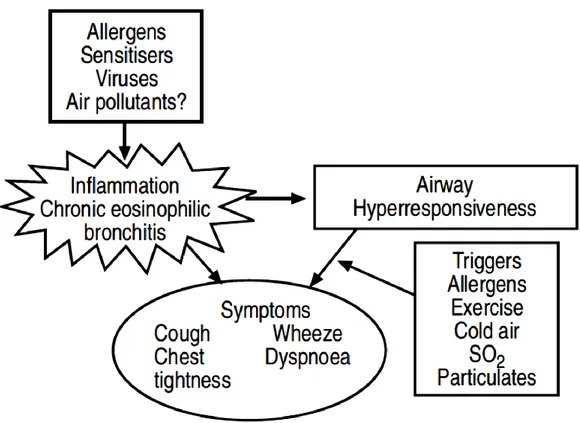 Fig.  1.1  Inflammation  in  the  airways  of  asthmatic  patients  leads  to  airway  hyperresponsiveness  and 
