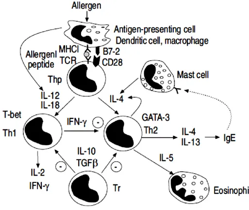 Fig.  1.2  Asthmatic  inflammation  is  characterised  by  a  preponderance  of  T-helper  (Th)  2  lymphocytes