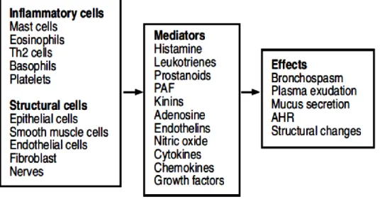 Fig. 1.4 Cells and mediators involved in asthma. Source: Pathophysiology of asthma P.J
