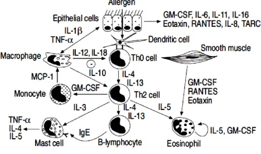 Fig.  1.5  The  cytokine  network  in  asthma.  TNF:  tumour  necrosis  factor;  IL:  interleukin;  GM-CSF: 