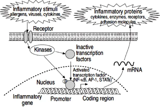 Fig.  1.8  Transcription  factors  activated  by  inflammatory  stimuli  and  responsible  for  increase  the 