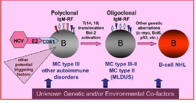 Fig.   1.   B-cell   proliferation   represents   the   biological   substrate   of   mixed  cryoglobulinemia   (MC)
