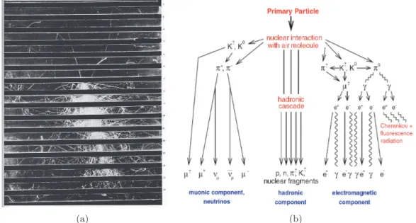 Figure 1.6: 1.6(a): Particle tracks generated by a 10 GeV proton entering a cloud chamber; 1.6(b): A scheme of the particle interactions involved in EAS generations.