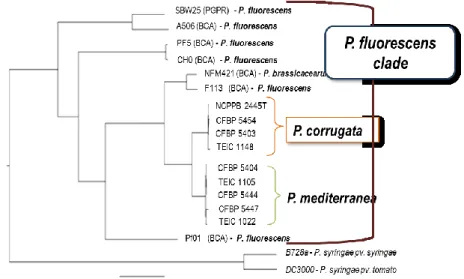 Figure  1.  Phylogenetic  tree  of  Pseudomonas  species.  All  nodes  had  100% 