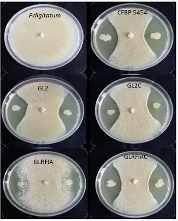 Figure  4.  Evaluation  of  the  in  vitro  antagonistic 