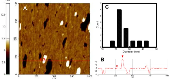 Fig. 26 A) Contact mode AFM of the supramolecular nanoassembly 1·5 deposited on cleaned 