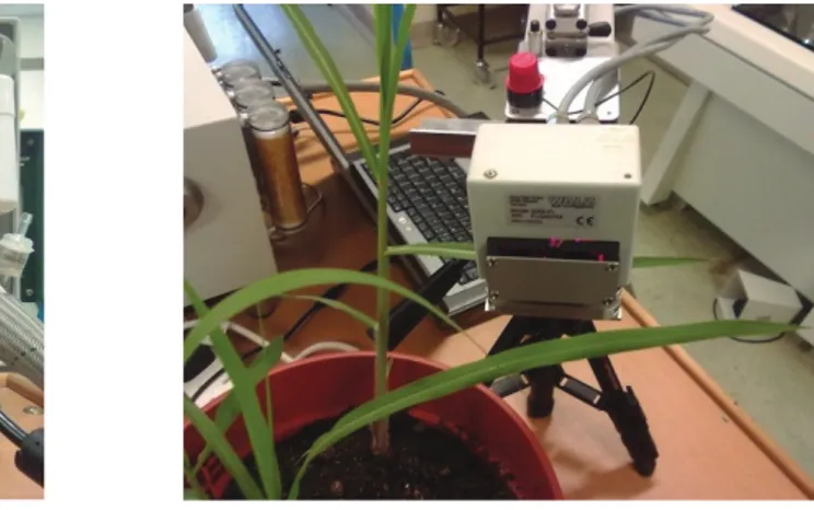 Figure 5 – The continuous excitation chlorophyll fluorimeter used to determine the chlorophyll fluorescence  on the Miscanthus leaves during the heat stress experiment