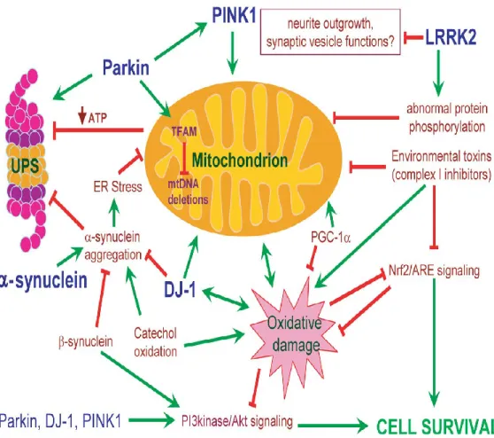 Figure 1. Common intersecting pathways underlying PD pathogenesis (Thomas B,  Parkinson’s disease, Hum Mol Gen 2007)