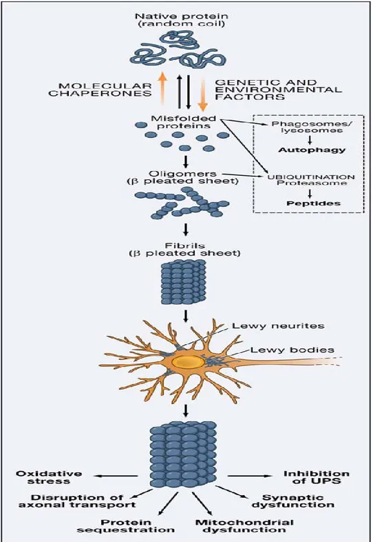 Figure 2. Alpha-synuclein aggregation (Lee V et al, Mechanisms of Parkinson’s disease, Neuron  2006) 