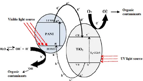 Figure 2.5: Mechanism of photodegradation of organic contaminants by TiO 2 /PANI 