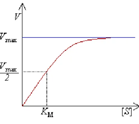 Figure 7: Graph of reaction velocity in function of substrate concentration. 